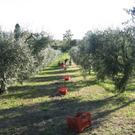 picking olives in november